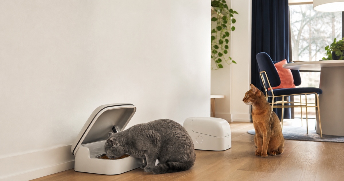 Two cats using separate selective-access feeders in a modern multi-cat home.