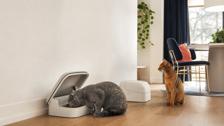 Two cats using separate selective-access feeders in a modern multi-cat home.
