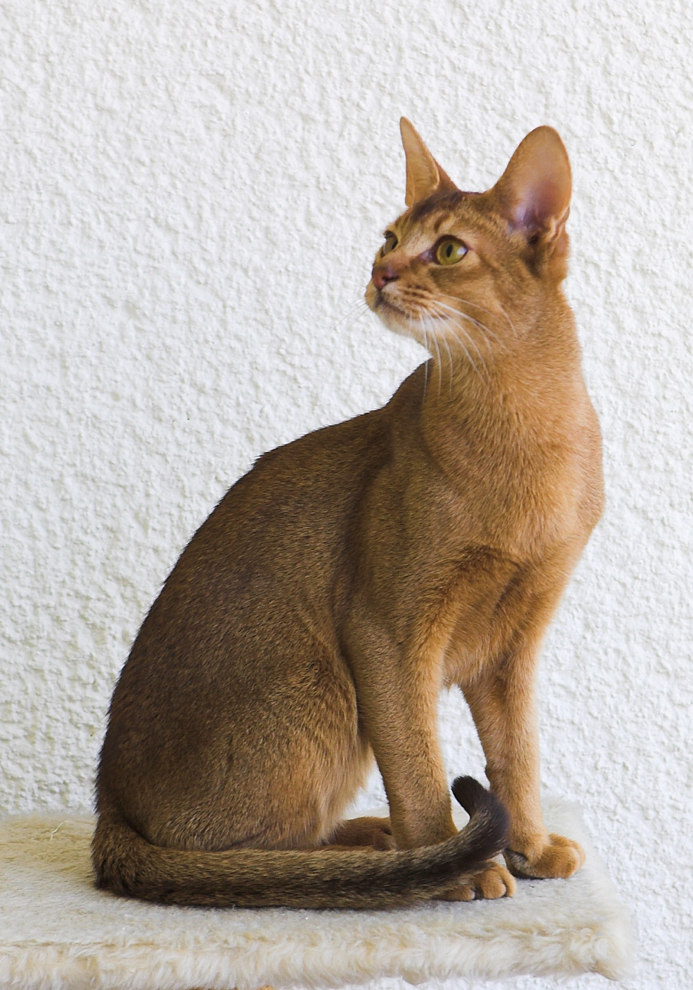 Chocolate Abyssinian cat sitting upright with large ears and a ticked coat