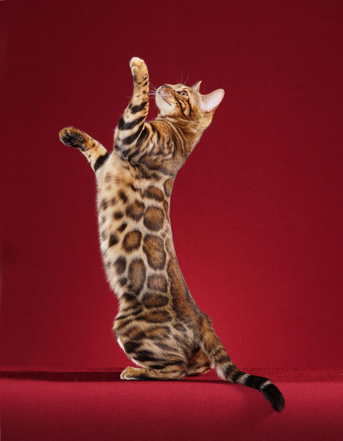 Bengal cat standing on its hind legs, showing a rosetted coat