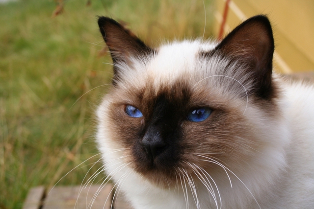 Seal-point Birman cat with blue eyes and a silky pale coat