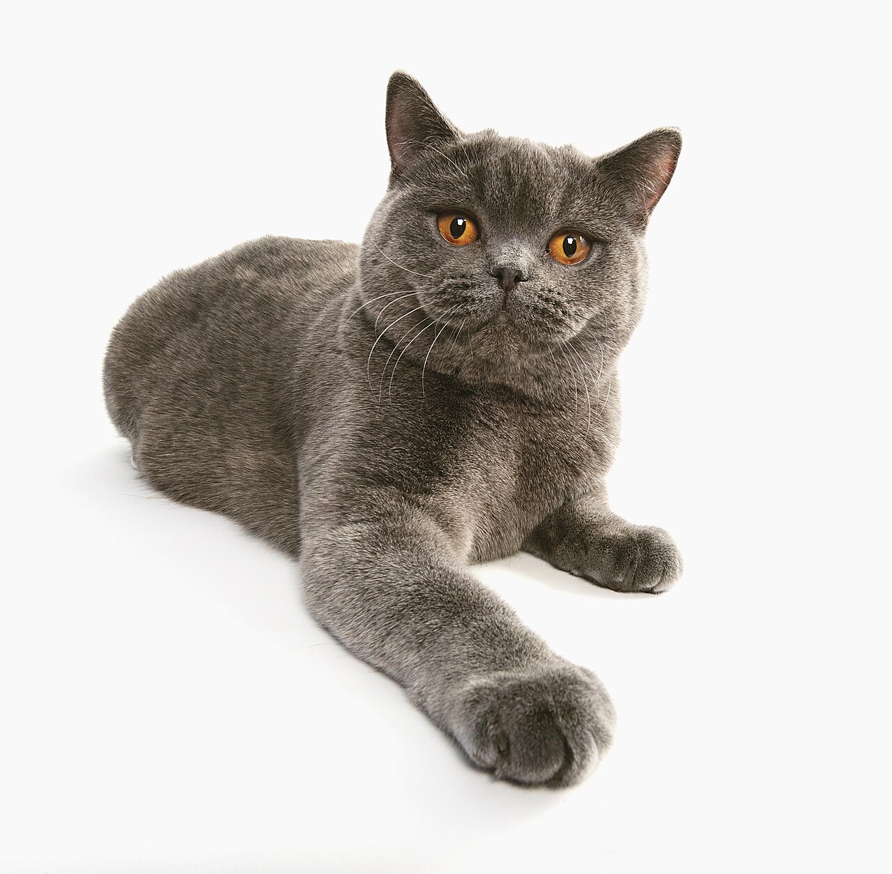Blue British Shorthair with copper eyes and a dense plush coat