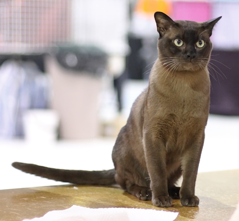 Brown Burmese cat with a sleek short coat sitting on a show table
