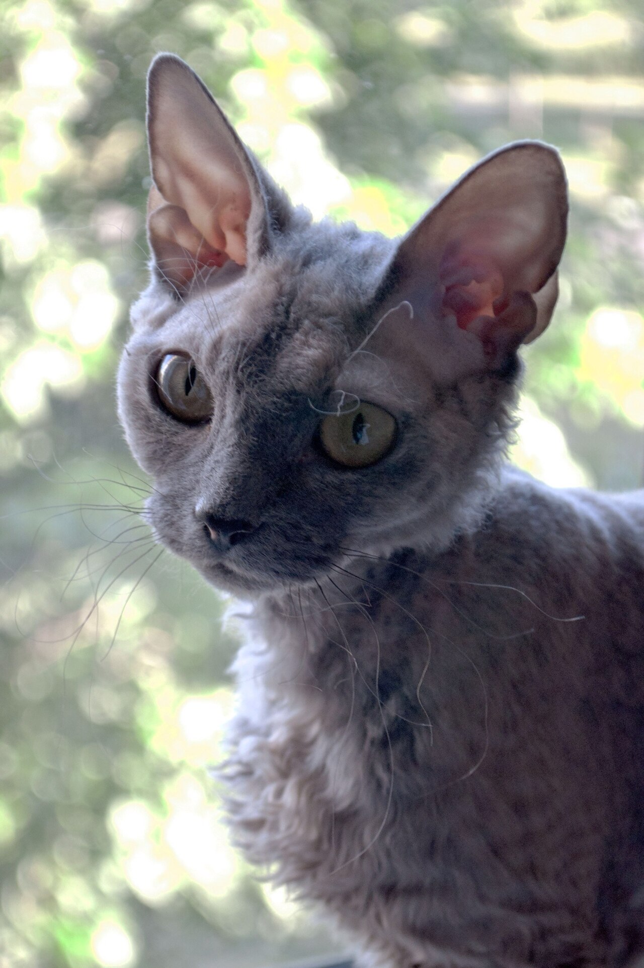 Devon Rex cat with very large ears and a short wavy coat