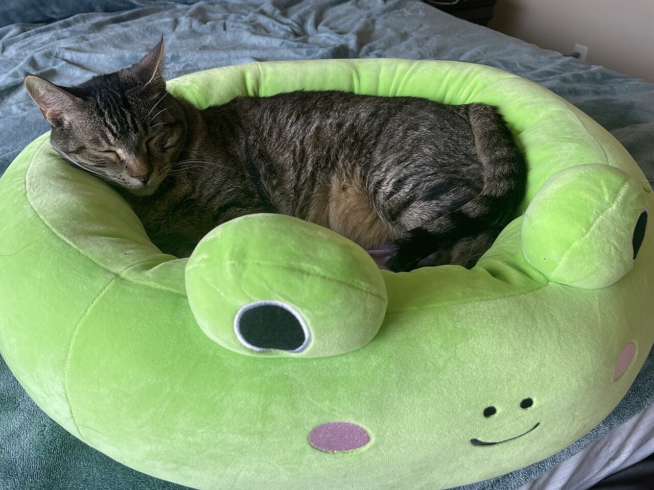 Tabby domestic shorthair cat curled up asleep in a green bed