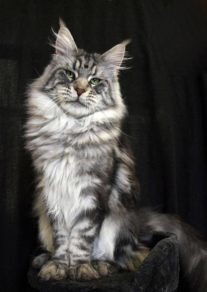 Silver tabby Maine Coon with tufted ears and a long fluffy tail
