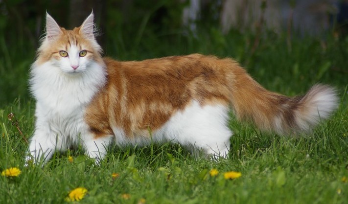 Amber-and-white Norwegian Forest Cat with a bushy tail standing in grass