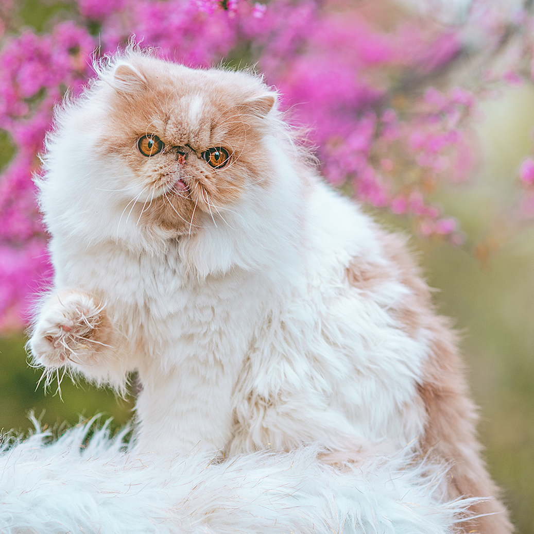 Cream-and-white Persian cat with a long coat in front of pink flowers