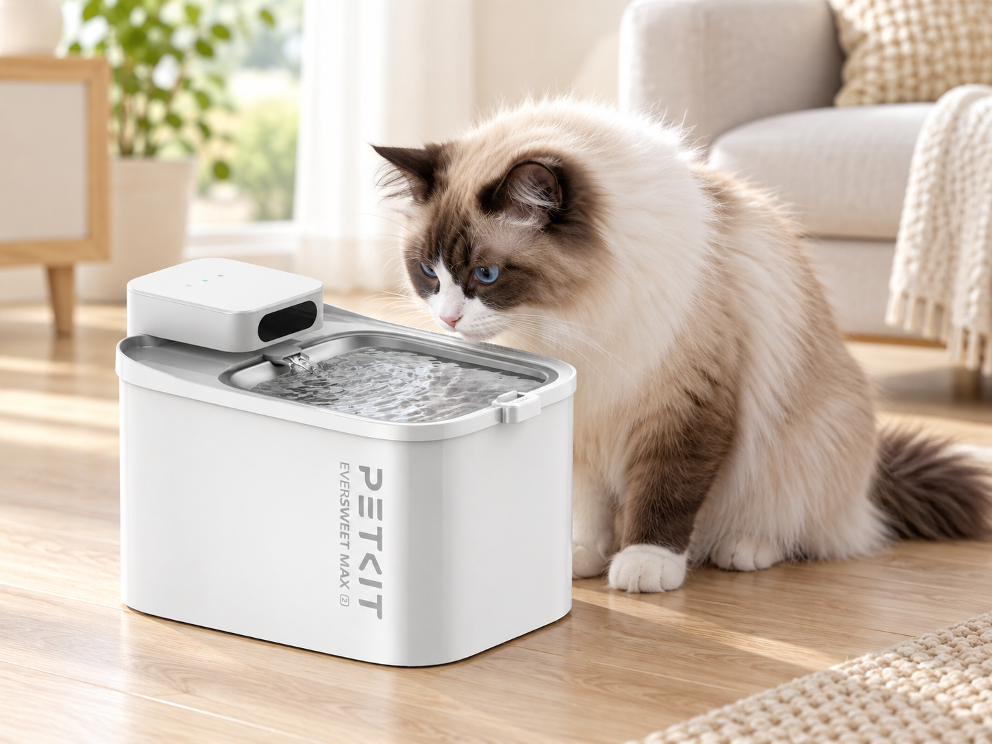 Ragdoll beside a PETKIT Eversweet Max 2 fountain — lifestyle illustration
