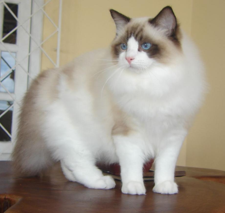 Blue-eyed Ragdoll cat with a white chest and white paws