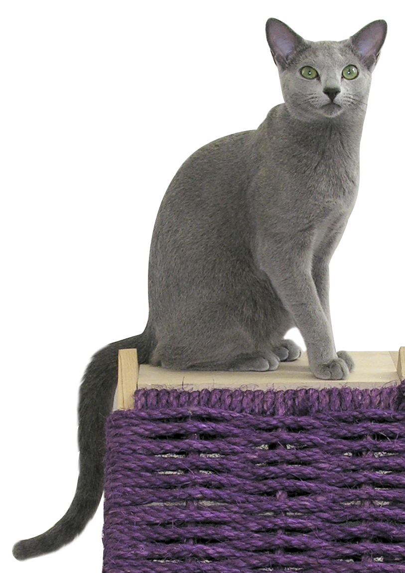 Russian Blue cat with green eyes and a silver-blue coat sitting on a perch