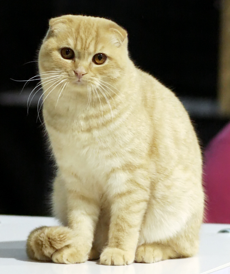 Cream Scottish Fold cat with folded ears sitting at a cat show