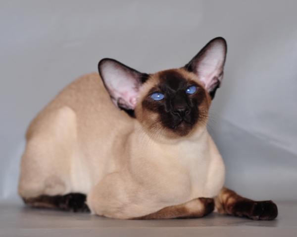 Seal-point Siamese cat with blue eyes resting on a grey surface