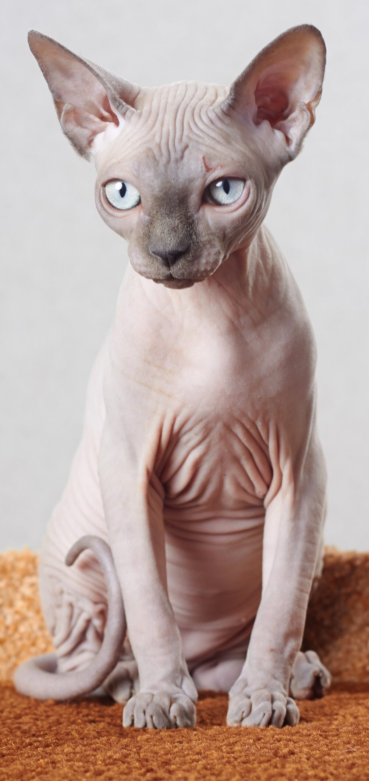 Sphynx cat with large ears and wrinkled skin sitting on a blanket